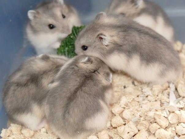 Породы хомяков | ЗооТом - продажа, вязка и услуги для животных в Бежецке