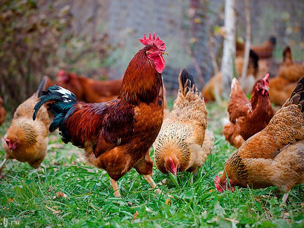 Породы куриц | ЗооТом - продажа, вязка и услуги для животных в Бежецке