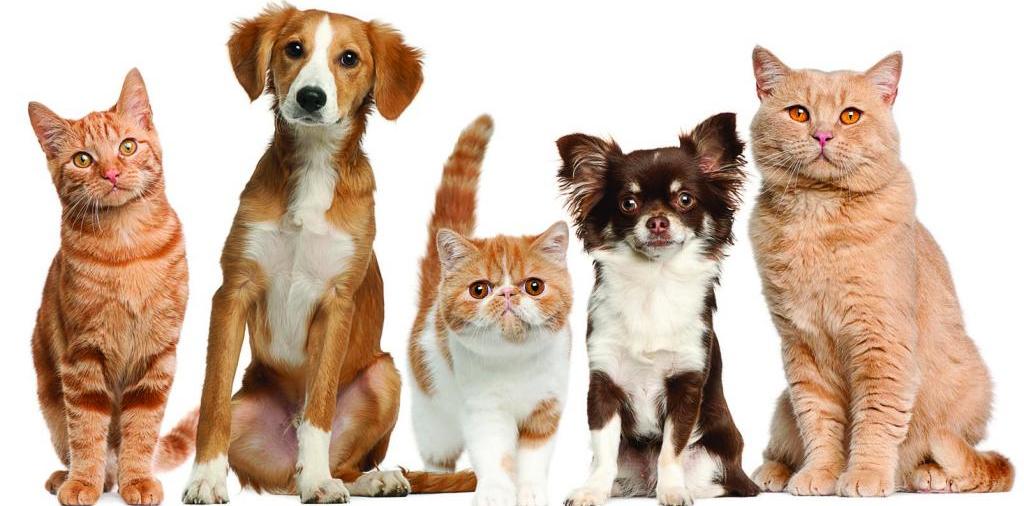 Доска объявлений о животных | ЗооТом - продажа, вязка и услуги для животных в Бежецке