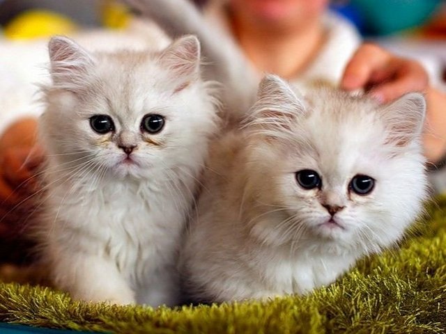 Породы кошек в Бежецке | ЗооТом портал о животных