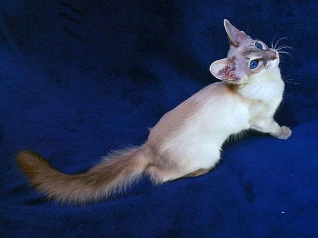 Выведенные породы кошек в Бежецке | ЗооТом портал о животных