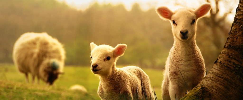 Объявления о сельскохозяйственных животных | ЗооТом - продажа, вязка и услуги для животных в Бежецке