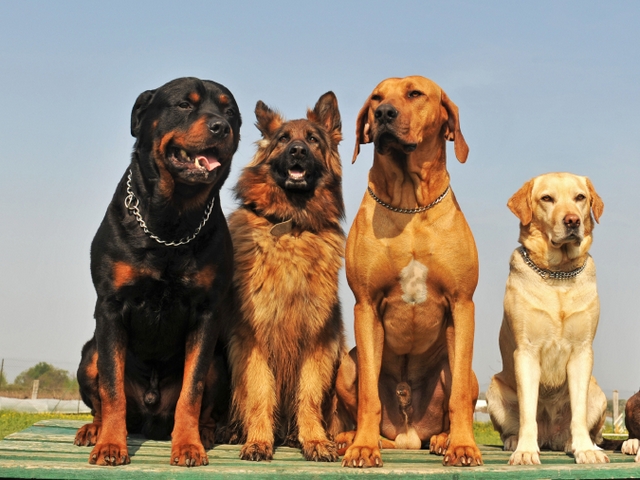 Крупные породы собак в Бежецке | ЗооТом портал о животных